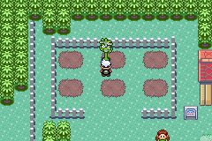 Cheri Berry plant on Route 123 in Emerald: 9 hours: flowering.
