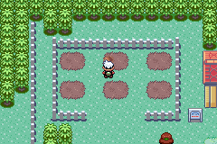 Cheri Berry plant on Route 123 in Emerald: 0 hours: freshly planted.